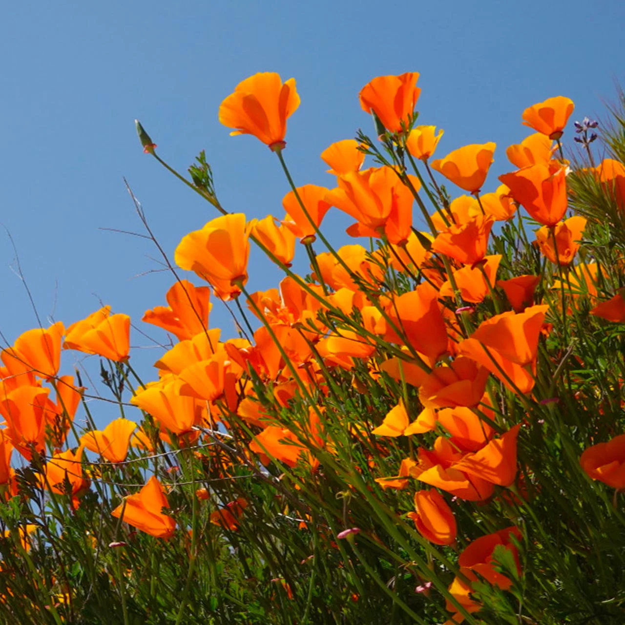 California Poppy artwork
